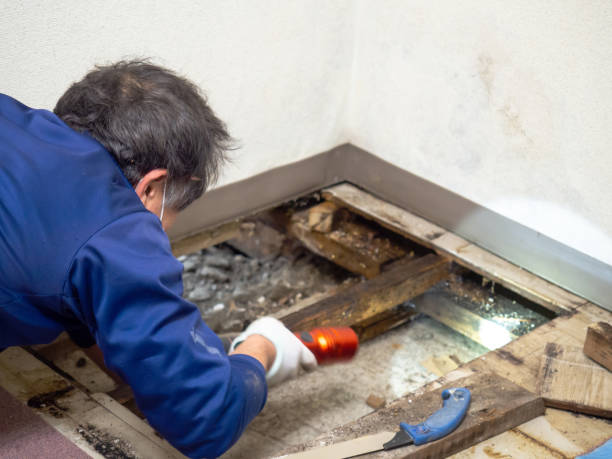 Best Mold Removal Company Near Me  in Homosassa, FL