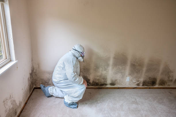 Mold Removal Process in Homosassa, FL