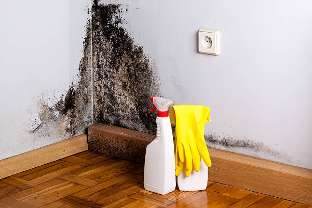 Best Attic Mold Removal  in Homosassa, FL